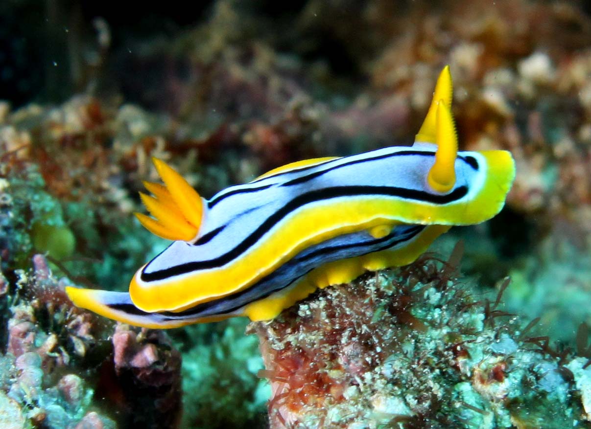 Small but deadly the chemical warfare of sea slugs uq news the